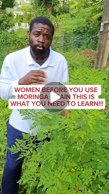 Rosabella Moringa, Moringa Benefits For Women, What Is Moringa, Moringa Recipes, Moringa Benefits, Female Fertility, Moringa Oil, Herbal Magic, Bone Health