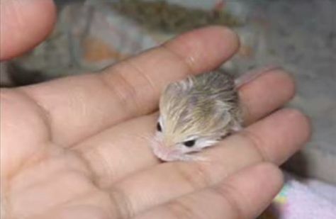 Pygmy Jerboa in the hand_Just caught up with the thread and had - had - to look up more pics of the pygmy jerboa. Apparently they have very large ears, they just keep them right next to their bodies all the time. Kangaroo Rat, Learn To Run, Baby Swag, Interesting Animals, Cute Hamsters, Pet Sitters, Mystical Creatures, Wild Birds, Zebras