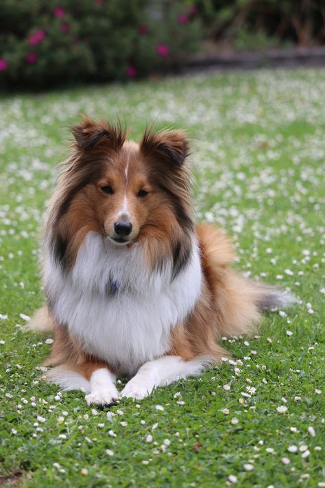 Shetland Sheepdog Drawing, Mini Shetland, Sheltie Aesthetic, Miniature Shetland Sheepdog, Dog Breeds Pictures, Shetland Sheepdog Blue Merle, Sheep Dogs, Shetland Sheep, Sheltie Dogs