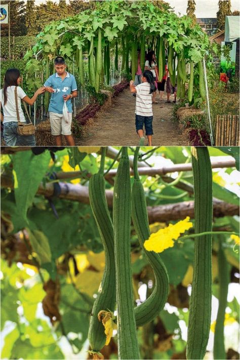 Grow Luffa, California Garden Design, Forest Recipes, Sponge Gourd, Luffa Sponge, Edible Leaves, Land Scaping, Edible Seeds, Natural Sponge