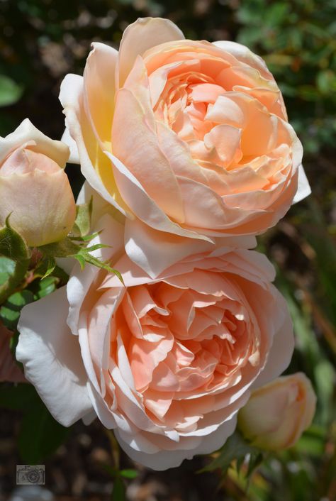 Garden Escape, Austin Rose, Fleur Orange, Coming Up Roses, Garden Shrubs, David Austin Roses, David Austin, English Rose, English Roses