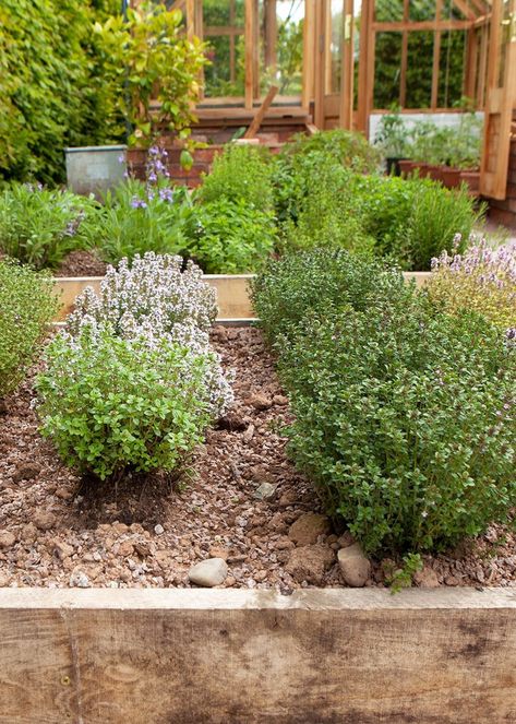 Herb Raised Bed, Herb Garden Bed, Raised Bed Herb Garden, Herb Bed, Raised Herb Garden, Herbs In Pots, Medicinal Herb Garden, Thyme Plant, Edging Plants