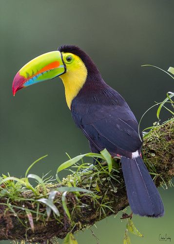 Colorful Bird, Watch Video, Birds