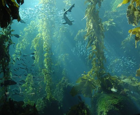 Big Reef Tank at Monterey Bay Aquarium | Explore Wood's Ston… | Flickr - Photo Sharing! Reef Aesthetic, Silly Fish, Ocean Life Photography, Underwater Scenery, Aquarium Photos, Big Aquarium, Ocean Reef, Kelp Forest, Sea Plants