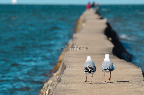 "come on, they'll have fish..." by gary roberts | Redbubble Sea Gulls, Regnul Animal, Coastal Birds, Shorebirds, Funny Birds, Beach View, Sea Birds, Gull, Sea Creatures