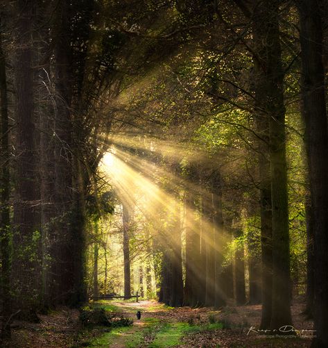 Sun Shining Through Trees, God Rays, Crepuscular Rays, Sun Lights, Light Landscape, Spring House, Nature Light, Jesus Artwork, Enchanted Wood