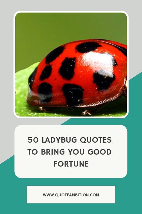 50 Ladybug Quotes to Bring You Good Fortune https://www.quoteambition.com/ladybug-quotes Ladybug Sayings Quotes, Love Bug Quotes, Ladybug Quotes Inspiration, Ladybug Sayings, Ladybird Quotes, Bug Quotes, Ladybug Quotes, Secret Pal, Cute Captions