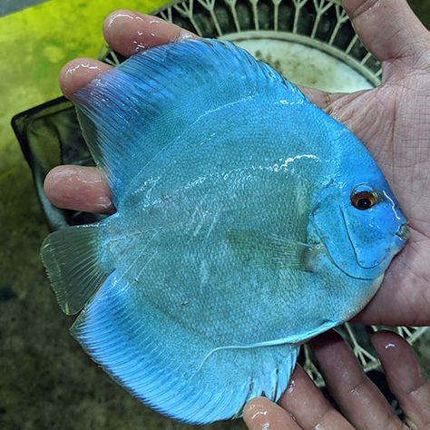 Blue Discus Fish For Sale Online | Jack Wattley Discus Discus Fish For Sale, Discus Aquarium, Discus Fish, Fish For Sale, Fish In A Bag, Splash Of Color, New Environment, Tropical Fish, Blue Diamond