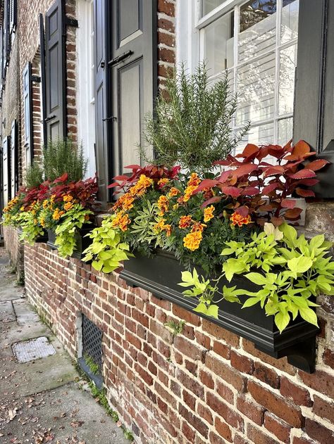 House With Window Boxes, Winter Window Box Ideas, Window Box Ideas, Winter Window Boxes, Elements Of Color, Winter Window, Blue Plants, Handmade Pot, Tropical Theme