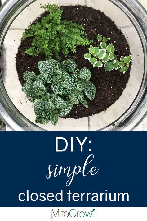 If you’re looking for a low-maintenance, #trendy and sustainable way to display #plants in your #home, look no further! This #DIY closed #terrarium is extremely simple to put together, and only takes about 5 minutes to assemble! Simple Terrarium, Terrariums Diy, Terrarium Tank, Closed Terrarium, Terrarium Wedding, Diy Terrarium, Mini Terrarium, Garden Centers, Organic Lifestyle