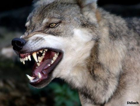 Visit WolfGifts.com for more cool wolf photos. Wolf Angry, Wolf Growling, Wolf Reference, Snarling Wolf, Wolf Poses, Angry Wolf, Angry Animals, Dog Toilet, Wolf Images