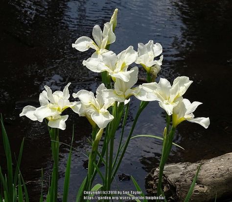 Plant database entry for Siberian Iris (Iris 'White Swirl') with 15 images and 18 data details. Siberian Iris, White Iris, Iris Flower, Plant Information, Tree Hugger, Iris Flowers, Flowers Perennials, Flower Patterns, White Flowers