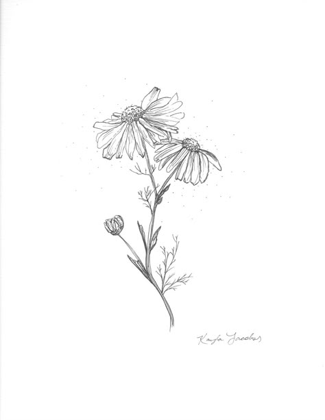 Leucanthemum Tattoo, Ox Eye Daisy Tattoo, Oxeye Daisy Tattoo, Wild Daisies Tattoo, Daisies Tattoo Designs, Shasta Daisy Tattoo, Minimalistic Flower Drawing, Daisy Tattoo Designs Drawings, Daisy Tattoo Designs Vintage