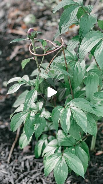 Pam Rodda on Instagram: "Welcome to our Makers DIY Challenge.  Today we are sharing our garden DIYs! 

 If you have peonies you understand this!  They always fall over.  Sure I could buy garden stakes but why when you can make your own?!? 

I used some copper wire I had on hand, but I am sure you can purchase from @loweshomeimprovement or @homedepot

I used pliers and a soup can to bend the wire to the shape I wanted.  Stake them in the ground and done!  The copper will eventually patina and will blend beautifully! 

Would you make your own garden stakes?

We are thrilled to share in this DIY community! Use #makersdiychallenge to participate!

To join in, create and share your DIYs using our hashtag so we can find you and share!

Group Hashtag
#makersdiychallenge

The Hosts
Callie @thecall Fall Over, Garden Stakes, Copper Wire, Home Depot, Make Your Own, Peonies, Finding Yourself, Canning