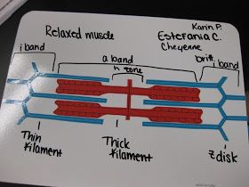 Muscle Contraction Modeling - Sliding Filament Theory with paper cutouts and whiteboards. Muscle Contraction Model, Sliding Filament Theory Model, Sliding Filament Theory, High School Science Activities, Ramadan Dp, Anatomy Physiology, Exercise Physiology, Paper Cutouts, College Education