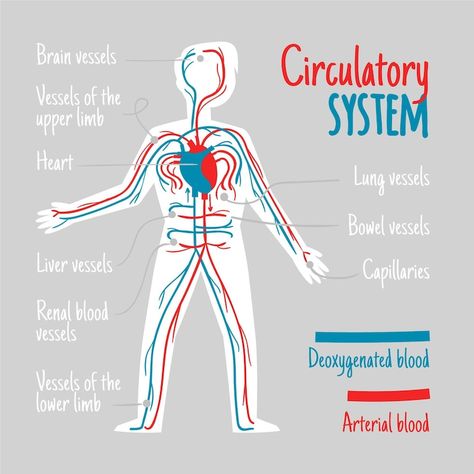 Circulatory System Projects, Heart Infographic, Human Body Organ System, System Infographic, Human Circulatory System, Human Body Organs, Human Body Anatomy, Muscular System, Organ System