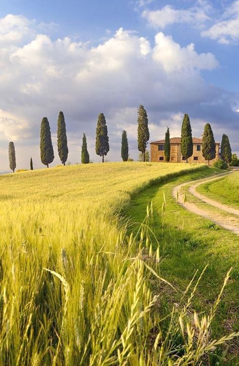 Tuscany Landscape, Italy Landscape, Toscana Italia, Italian Landscape, Tall Trees, Italy Vacation, Tuscany Italy, Florence Italy, Lush Green