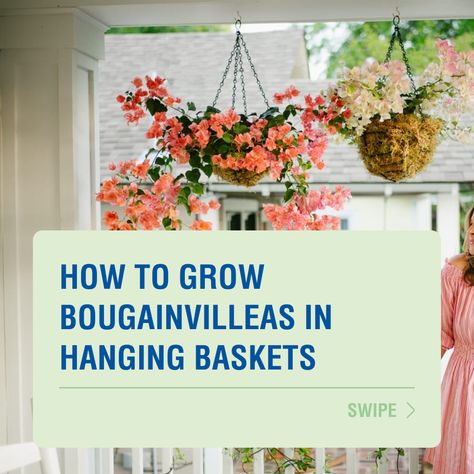 By following these tips, you can grow beautiful and healthy bougainvilleas in hanging baskets and enjoy their vibrant colours and stunning blooms. 🌸 Read more about how to grow Bougainvilleas in hanging baskets here → https://www.searlesgardening.com.au/articles/how-to-grow-bougainvilleas-in-hanging-baskets Bougainvillea Hanging Basket, Calibrachoa Hanging Basket, Hanging Bougainvillea, Balcony Oasis, Hanging Flower Baskets, Plant Basket, Flower Gardens, Hardy Plants, Replant