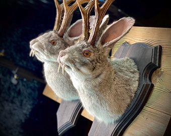 Cryptid Taxidermy, Monster Taxidermy, Jackalope Taxidermy, Weird Taxidermy, Forest Fairy Aesthetic, Taxidermy Art, Vulture Culture, Fairy Aesthetic, Billiards Pool