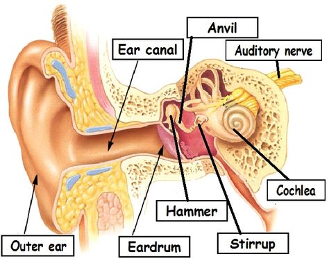 Ear Diagram, Ear Tubes, Ear Wax Buildup, Ear Anatomy, Forest Walks, Outer Ear, Allergic Rhinitis, Middle Ear, Human Ear