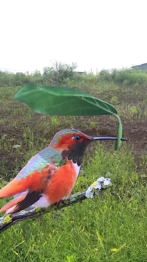 Umbrella Bird, Hummingbirds Photography, Valley Of Flowers, Bird Hunting, Beautiful Images Nature, Pet Bird, Natural Garden, All Birds, Cute Wild Animals