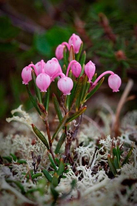 Bog Rosemary, native to Alaska Alaska Wildflowers, Alaska Flowers, Biome, Bog Plants, Bog Garden, Rock Flowers, Plant Problems, Airbrush Art, Ground Cover