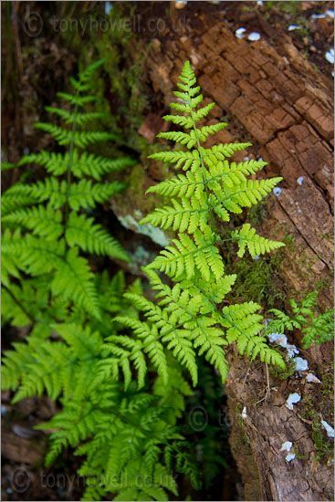 Fern Forest, Ferns Garden, Woodland Walk, Forest Plants, Woodland Garden, Forest Flowers, Green Nature, Green Trees, Plant Life