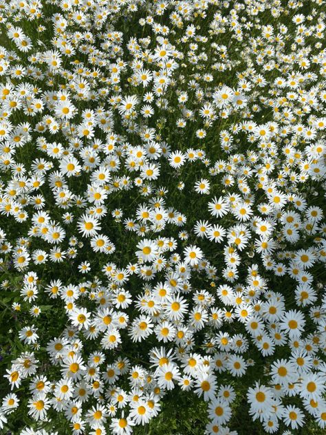 Flowers Daisy Aesthetic, Grass Background Aesthetic, Daisy Field Aesthetic, White Daisy Aesthetic, Flower Daisy Aesthetic, Grass Field Aesthetic, Daisy Flower Background, Past Aesthetic, Daisy Flower Aesthetic