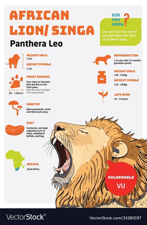 Lion Facts, Animal Infographic, Lion Vector, Panthera Leo, Life Sketch, Male Lion, Animal Science, Animal Room, Sketch Painting