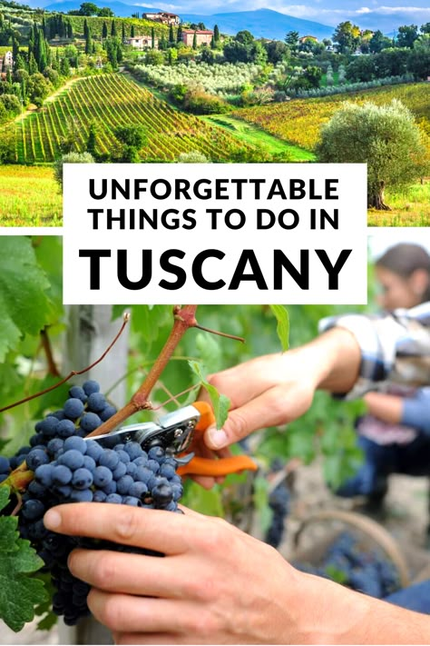 Vineyards In Tuscany Italy, Tuscany Must Do, Best Wine Tours In Tuscany, Best Things To Do In Tuscany, Tuscany Things To Do, Winery In Italy, Vineyards In Italy, What To Do In Tuscany Italy, Wineries In Tuscany Italy