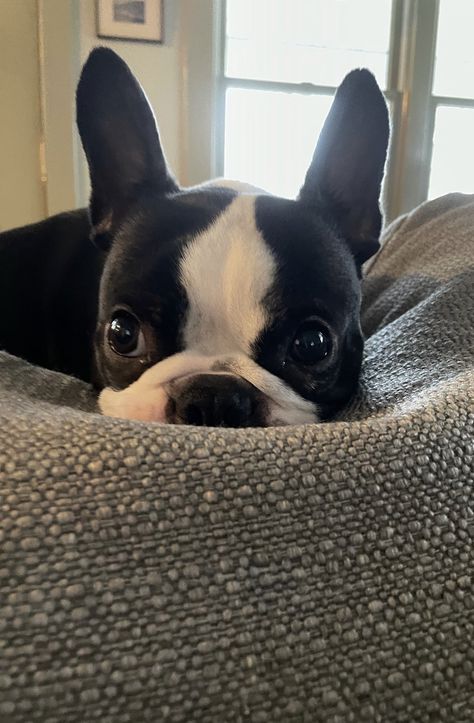 Boston Terrier Aesthetic, Boston Butts, Boston Terrier Puppies, Dog Days Are Over, Boston Terrier Lover, Cutee Animals, Cutest Dog Ever, Boston Terrier Love, English Bulldog Puppies