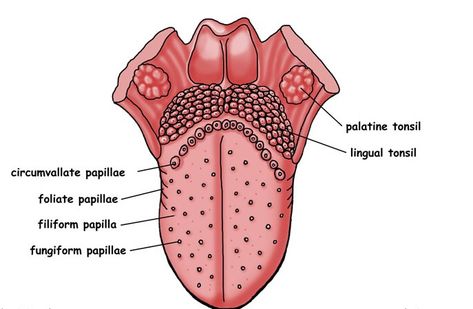 Papillae of the tongue. Tongue Anatomy, Hygiene Ideas, Dental Assistant School, Human Body Projects, Longevity Diet, Human Biology, Basic Anatomy, Dental Hygiene School, Dental Anatomy