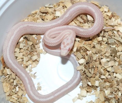 Strawberry Snow Corn Snake, Corn Snake Tank Ideas, Snow Corn Snake, Cornsnake Morphs, Snake Friends, Reptile Pets, Corn Snakes, Danger Noodles, Animal Photography Wildlife