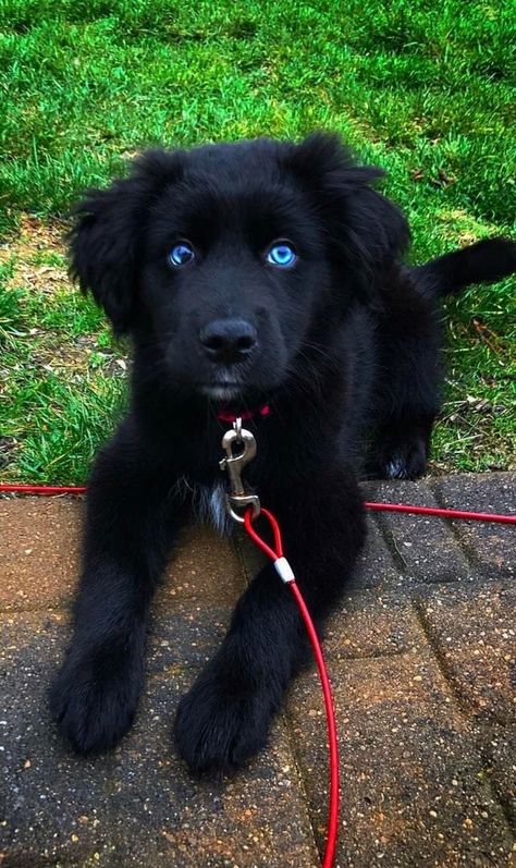 Husky + Golden Retriever + Boxer 21 Adorable Husky Mixes You Need To Pet Before You Die Golden Retriever Husky, Golden Retriever Mix, Husky Mix, Blue Merle, Retriever Puppy, Cute Dogs And Puppies, Golden Retrievers, Baby Dogs