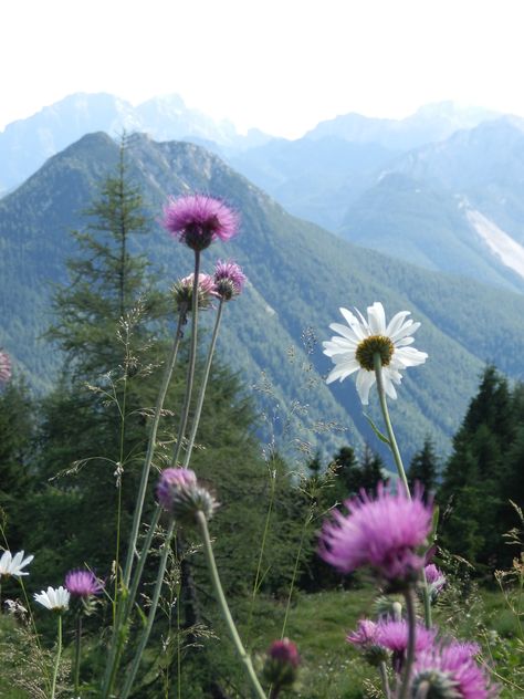 flowers# mountain Flowers Mountain, Mountain Flowers, Cabin In The Mountains, Mountain Valley, May Flowers, Beautiful Mountains, Flowers Photography, Purple Flowers, Wild Flowers