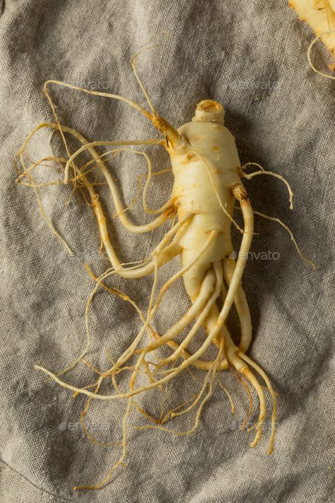 Raw Organic Healthy Ginseng Root by bhofack2. Raw Organic Healthy Ginseng Root Ready to Use #AD #Healthy, #Organic, #Raw, #Ginseng Ginseng Root, Design Textile, Abstract Design, Carrots, Design