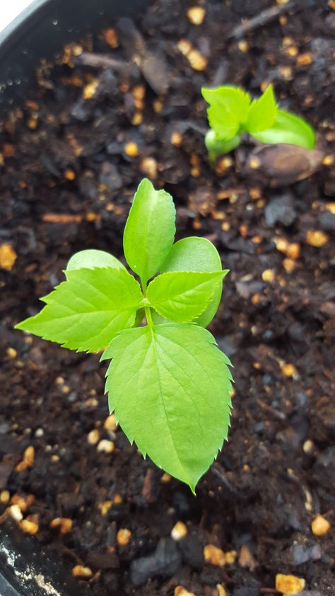 Growing apple trees from seed is fun even if you might never get good fruit. They're just so cute! Growing Apple Trees, Apple Tree From Seed, Apple Plant, Starting A Vegetable Garden, Indoor Vegetable Gardening, Backyard Vegetable Gardens, Apple Trees, Flower Garden Design, Easy Plants