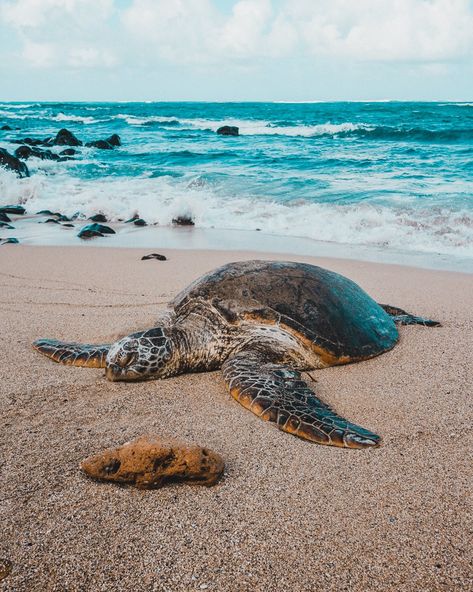 Turtle on the beach near Paia, Maui Paia Maui, Sea Turtle Pictures, Beachy Art, Baby Sea Turtles, Turtle Drawing, Hawaii Photography, Ocean Pollution, Turtle Tank, Cocoppa Wallpaper