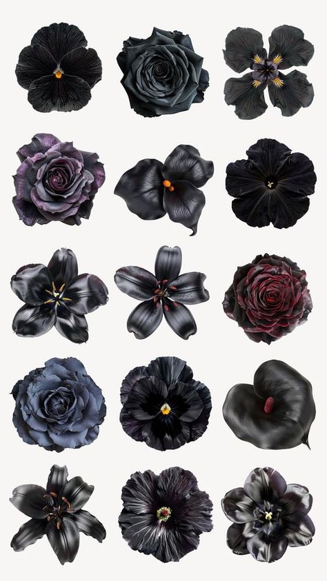 Editable blooming black flower design element set | premium image by rawpixel.com / nun Black Flower Sticker, Black Scrapbook Stickers, Aesthetic Stickers Png, Rose Graphic Design, Spooky Women, Dark Roses, Gothic Flowers, Nature Environment, Gothic Garden