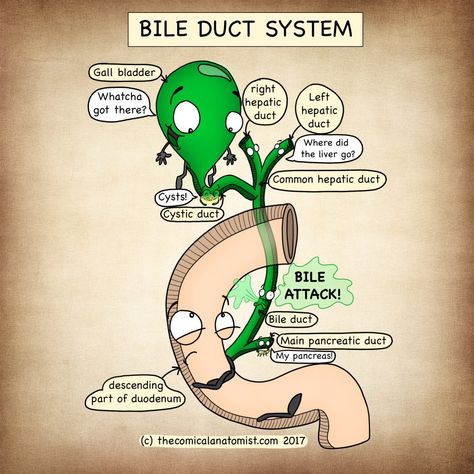 July 2017 - The Comical Anatomist Comical Anatomist, Gall Bladder, Basic Anatomy And Physiology, Nursing Mnemonics, Medical Student Study, Medical Laboratory Science, Nursing School Survival, Medical School Motivation, Medical School Studying