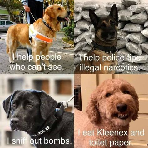 Different Pictures, Golden Doodle, Kinds Of Dogs, Dog Help, Top Funny, Service Dogs, Dog Memes, Goldendoodle, Dog Life