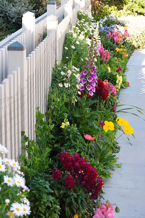 Wildflowers Front Of House, Wildflower Garden Edging, Urban Flower Garden, Small Flower Garden Ideas Backyards, Flower Garden Along Fence, Wildflower Flower Bed, Fenced Flower Garden, Wild Flower Garden Landscaping, Front Garden Layout