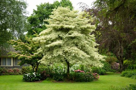 Cornus controversa 'Variegata' (Wedding Cake Tree) Cobblestone Backyard, Small Space Ideas, Cake Tree, Wedding Cake Tree, When To Plant Vegetables, Tattoo Plant, When To Plant, Urban Gardens, Flowering Tree