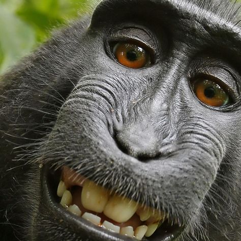 Twist: There are two selfie monkeys.