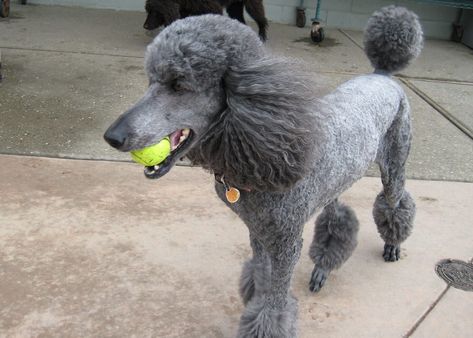 Toy Poodle Haircut, Teddy Bear Poodle, Poodle Haircuts, Poodle Haircut Styles, Dog Breeds That Dont Shed, Top 10 Dog Breeds, Haircuts To Try, Poodle Hair, Poodle Haircut