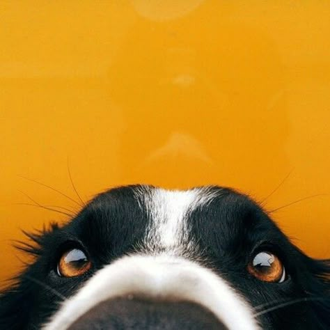 . 강아지 그림, Dog Photography, Cute Creatures, Mellow Yellow, Dog Portraits, Dog Names, Border Collie, Animals Friends, I Love Dogs