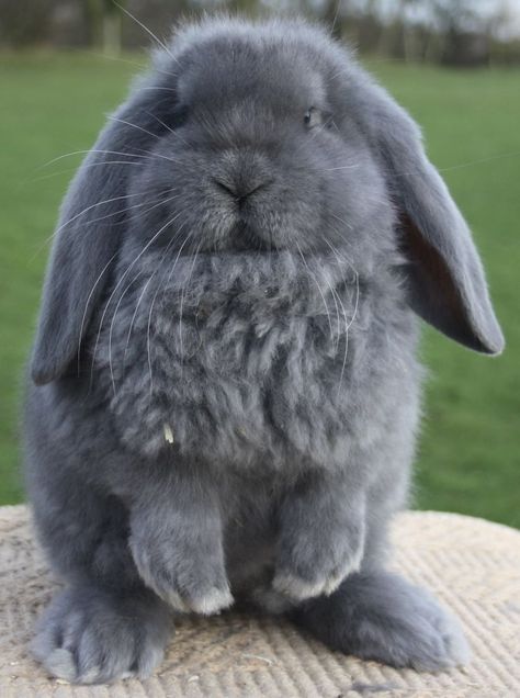 French Lop French Lop Rabbit, French Lop, Bunny Cottage, Lop Bunnies, Holland Lop Bunnies, Cutest Bunny Ever, Rabbit Life, Cute Bunny Pictures, Holland Lop