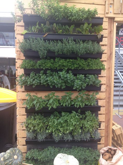 Herb Garden Wall Outdoor, Herb Wall Outdoor, Indoor Herb Wall, Herb Wall Garden, Italian Herb Garden, Indoor Herb Garden Diy, Herb Garden Wall, Herb Garden Pallet, Herb Wall