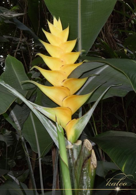 Golden Haleconia, Haiku Gardens, Oahu, Hawai`i Haleconia Flower, Hawaiian Foliage, Hawaiian Tropic Golden Paradise, Native Hawaiian Plants, Helianthus Salicifolius, Hawaiian Birds, Heliconia Kawauchi, Tropical Gardens, Landscape Design Plans