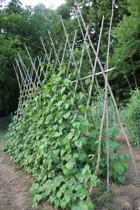 Long Bean Trellis Ideas, Bean Pole Teepee, Bean Teepee, Bush Bean Trellis, Runner Bean Support, Green Bean Teepee, Teepee Bean Trellis, Victory Garden Plans, Vertical Garden Plants